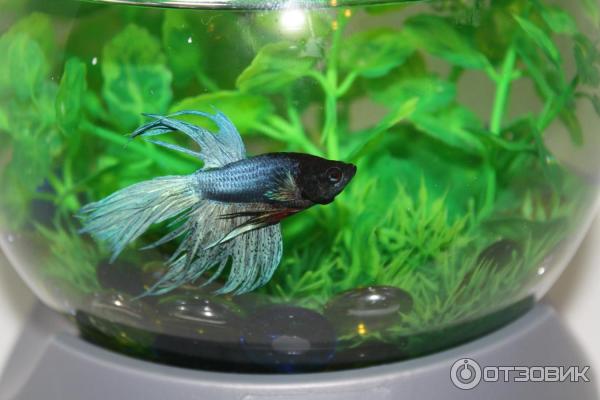 Аквариум Tetra Betta bowl фото