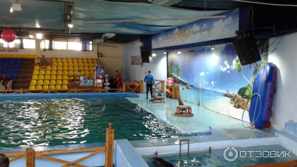 Пингвинарий сочи ривьера. Дельфинарий колизей. Дельфинарий колизей в лазаревском. Дельфинарий колизей лазаревское. Дельфинарий колизей лазаревское.