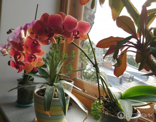 Как пересадить орхидею в домашних условиях. Пример на сорте фаленопсис.