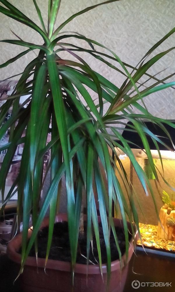 Драцена почему нижние листья. Драцена вянут листья. Листья драцены заворачиваются. Dracaena marginata подвязка. Драцена облысела.