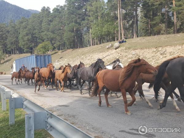 Поездка в Архыз (Карачаево-Черкесия) фото