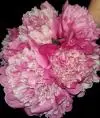 Cupofflowers