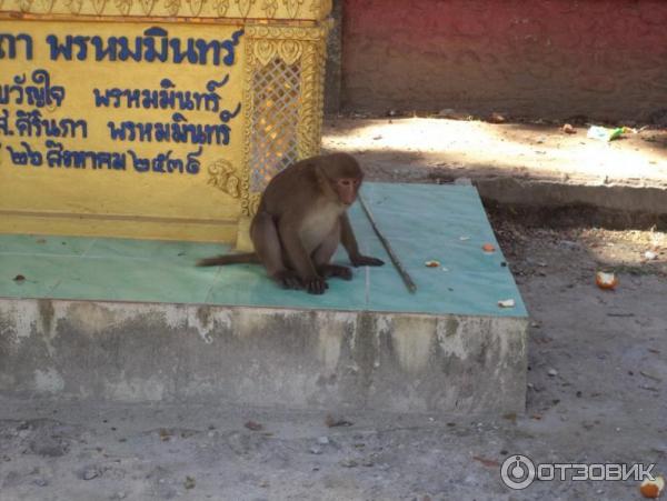 Ученые выяснили, насколько успешно обезьяны спускаются с деревьев