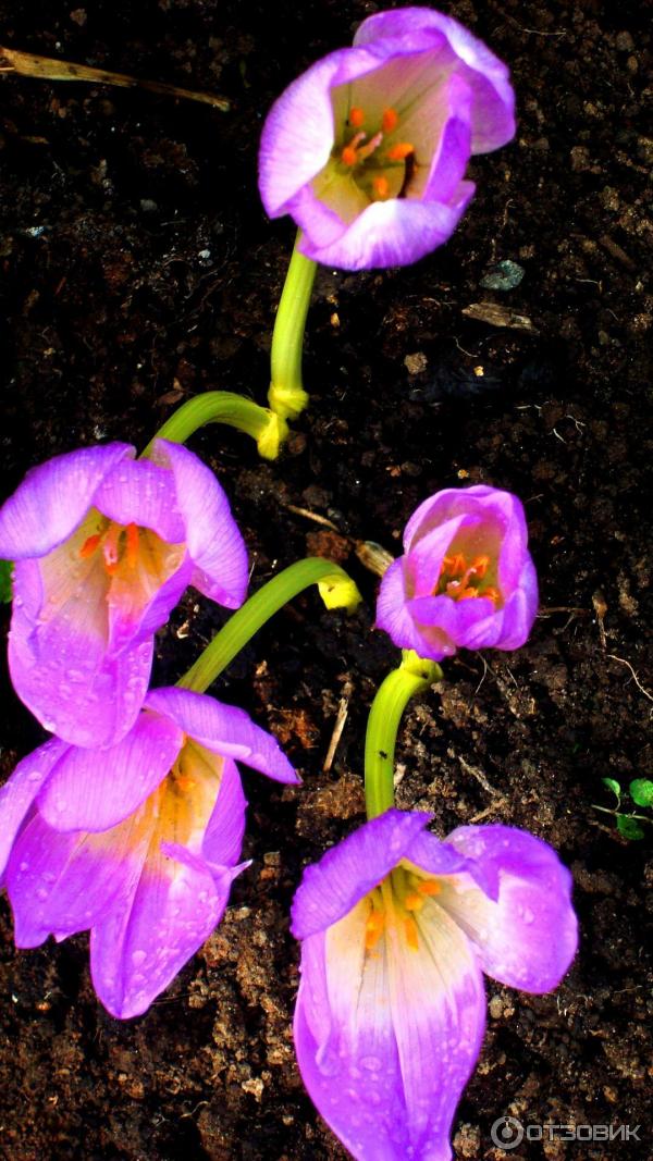 Foto zahradní rostlina Colchicum