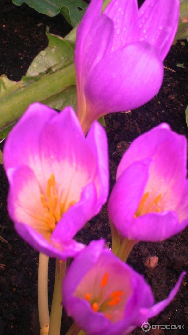 Foto zahradní rostlina Colchicum