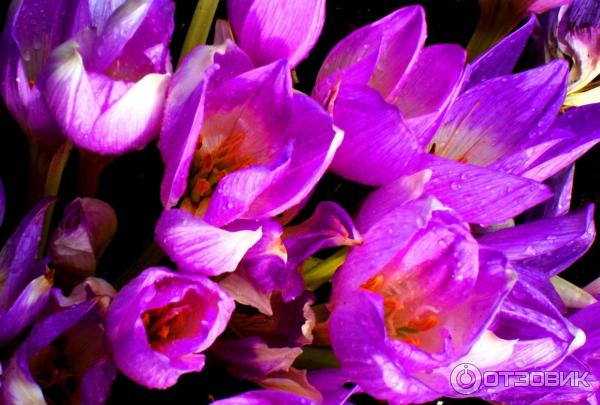 Foto zahradní rostlina Colchicum