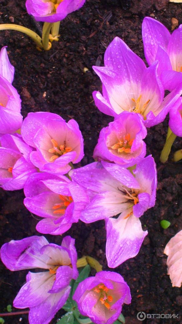 Foto zahradní rostlina Colchicum