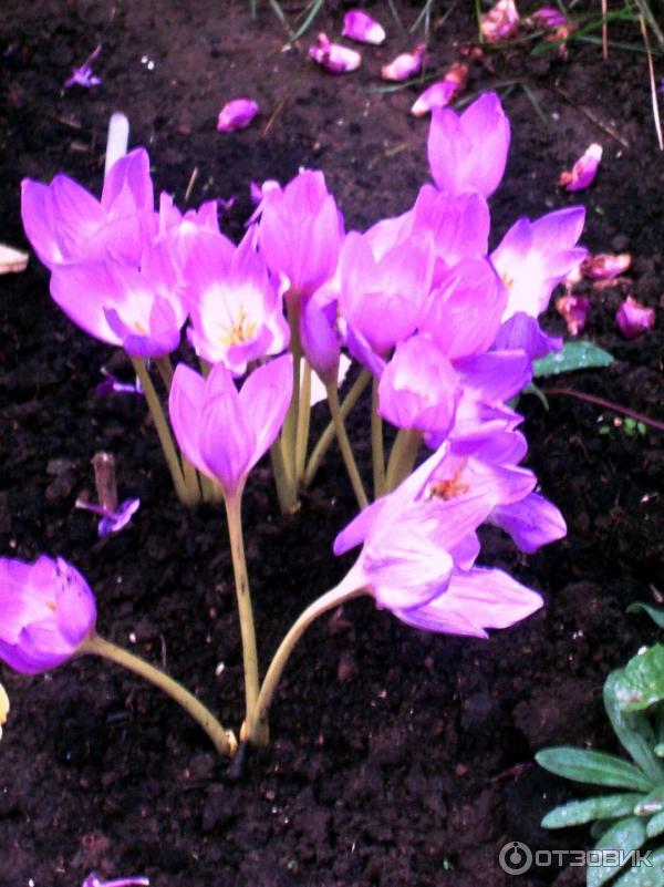 Foto zahradní rostlina Colchicum