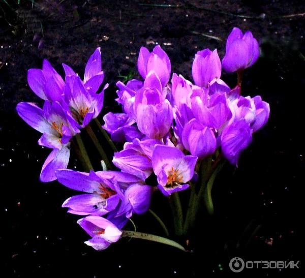 Foto zahradní rostlina Colchicum