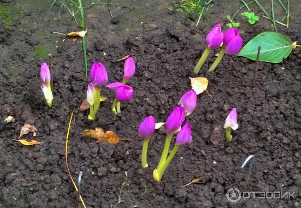 Foto zahradní rostlina Colchicum