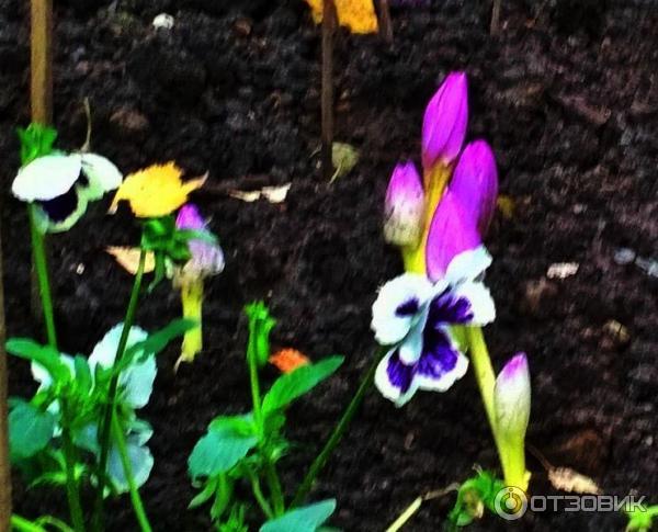 Foto zahradní rostlina Colchicum