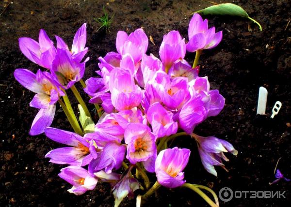 Foto zahradní rostlina Colchicum