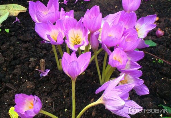 Foto zahradní rostlina Colchicum