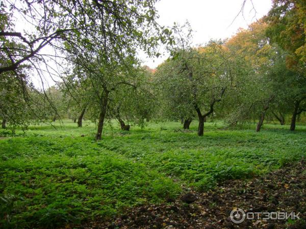 Ясная Поляна (Россия, Тульская область) фото