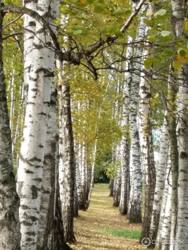 Ясная Поляна (Россия, Тульская область) фото