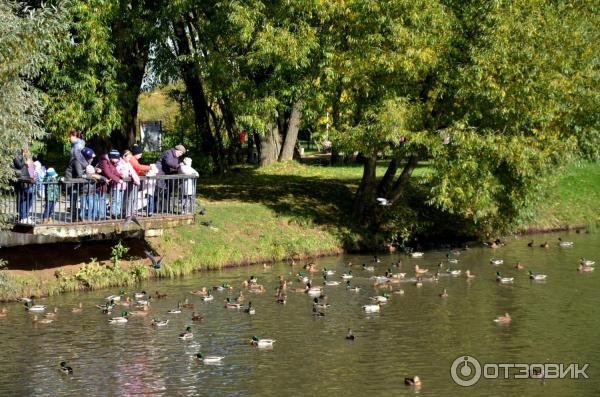 Парки В Долгопрудном Фото