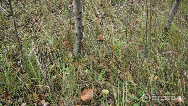 Ансамбль Храмов Троицы и Рождества Богородицы (Россия, Нижний Ландех) фото