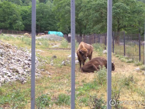 Тебердинский заповедник (Россия, Карачаево-Черкессия) фото