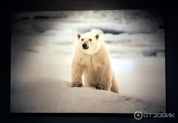 Выставка Чистая Арктика Себастьяна Коуплэнда в Центре Фотографии им. Братьев Люмьер (Россия, Москва)