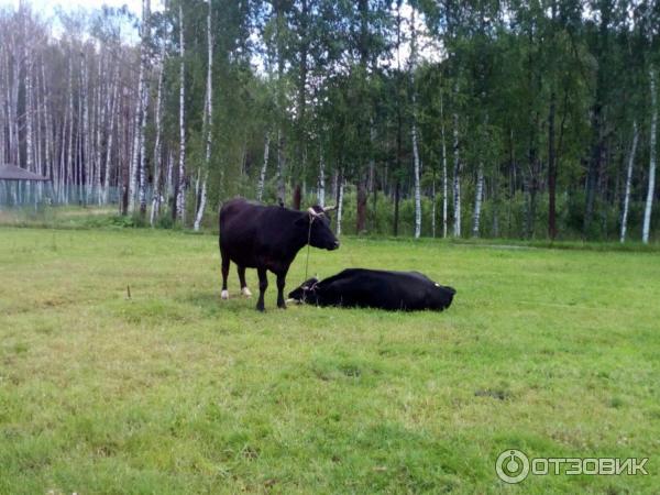 Парк-отель Колкуново (Россия, Тверская область) фото