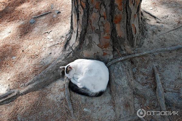 Отдых на о. Кос (Греция, Додеканес) фото