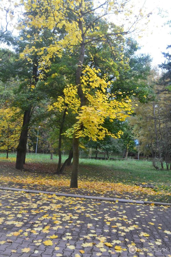 Золотая осень в парке.