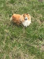 Порода собак "Шелти" фото