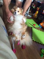 Порода собак "Шелти" фото