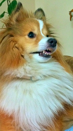 Порода собак "Шелти" фото