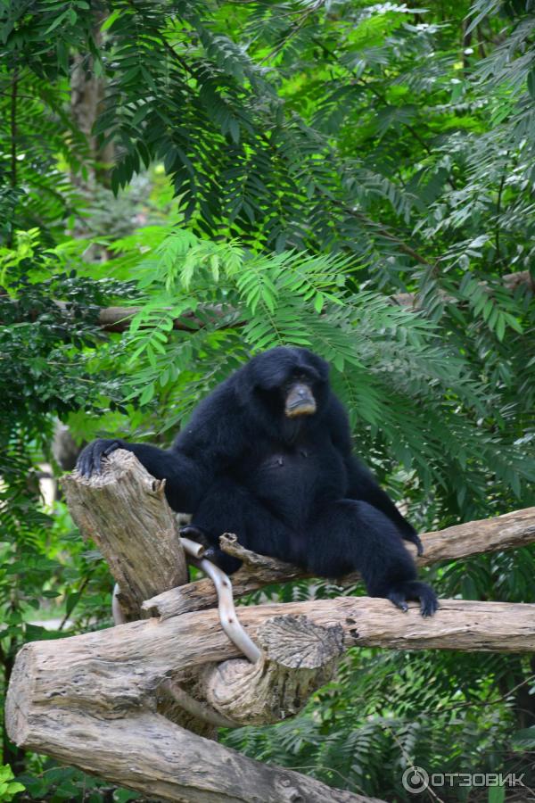 Летний отдых в Таиланде фото