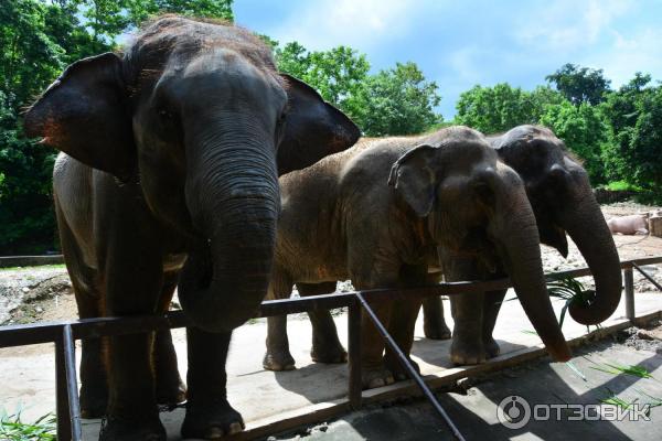 Летний отдых в Таиланде фото