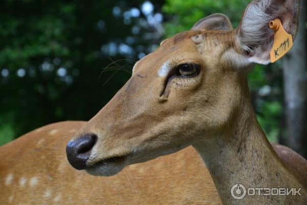 Летний отдых в Таиланде фото