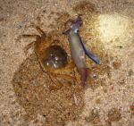 Отдых в Приморье (Россия) фото