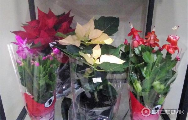 Салон цветов Amore Fiori