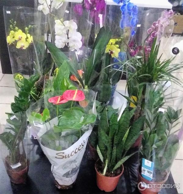 Салон цветов Amore Fiori