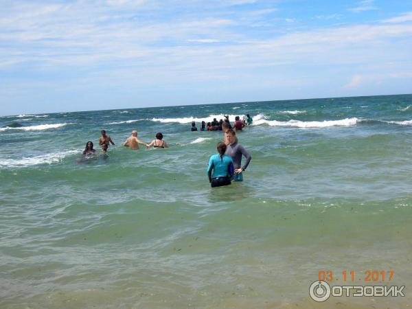 Морские черепахи в Хиккадуве, Шри-Ланка