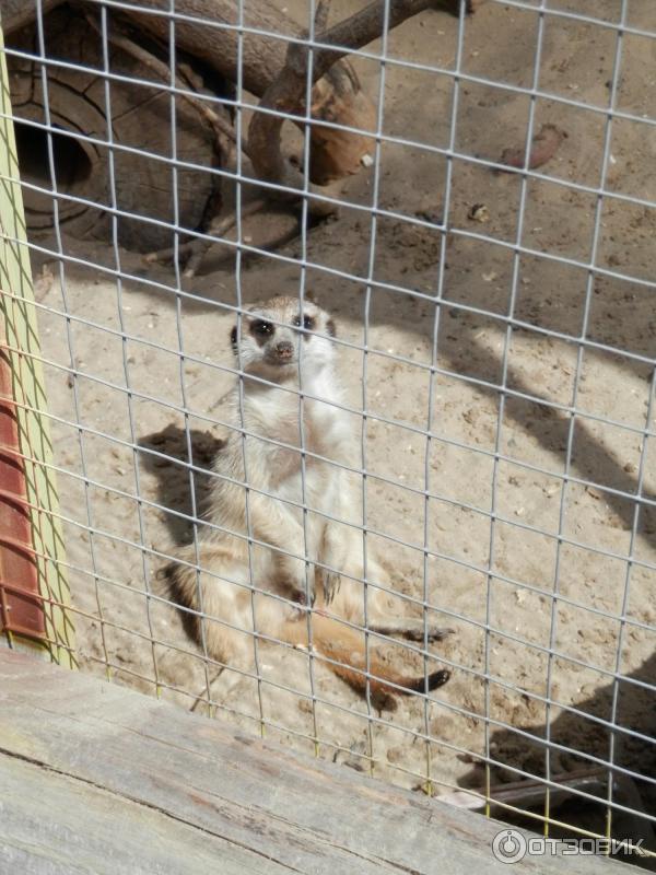 Старооскольский зоопарк. Работа зоопарка в старом осколе. Зоопарк старый оскол. Работа зоопарка в старом осколе. Работа зоопарка в старом осколе.