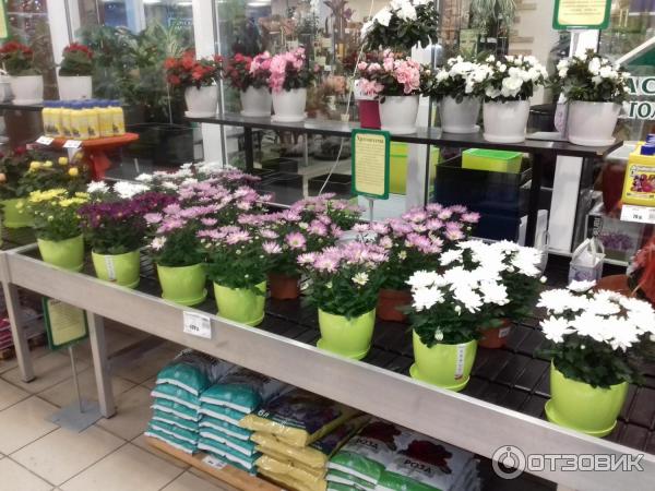 Купить Цветы В Салехарде С Доставкой Недорого