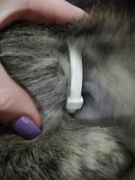 Ошейник от блох и клещей Экопром Инсектал Плюс фото