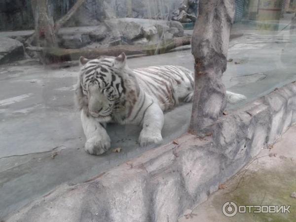 Сафари Парк Краснодар Цена