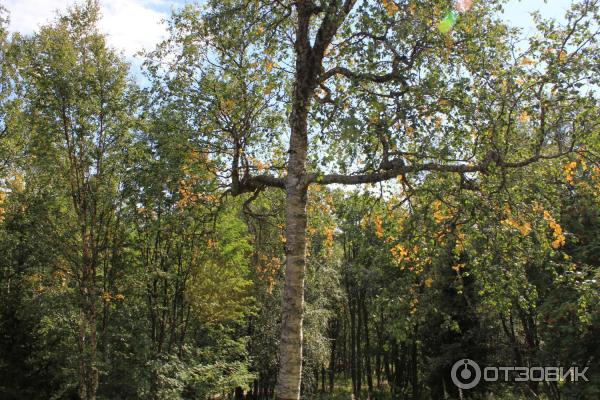 Экскурсия по острову Анзер (Россия, Архангельская область, Соловецкие острова) фото